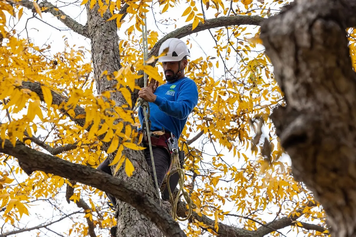 Skilled Tree Planing crew working in Lake Monroe